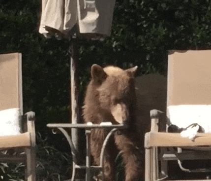 Guy Films Bear Chilling In His Jacuzzi Drinking A Margarita, But It Doesn't End There