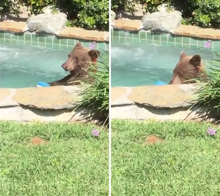 Guy Films Bear Chilling In His Jacuzzi Drinking A Margarita, But It Doesn't End There Guy Films Bear Chilling In His Jacuzzi Drinking A Margarita, But It Doesn't End There
