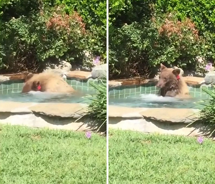 Guy Films Bear Chilling In His Jacuzzi Drinking A Margarita, But It Doesn't End There Guy Films Bear Chilling In His Jacuzzi Drinking A Margarita, But It Doesn't End There
