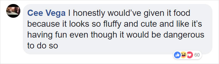 Guy Films Bear Chilling In His Jacuzzi Drinking A Margarita, But It Doesn't End There