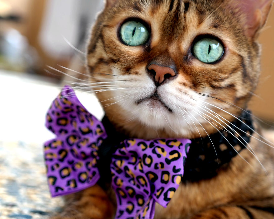 Molly Chan, The Bengal With The Shining Eyes