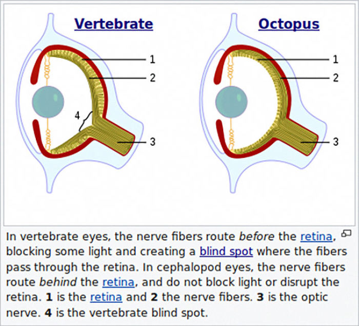 The Craziest Things Our Brains Do Without Us Knowing