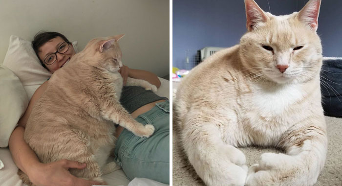 We Fell In Love With This 33-Pound Cat, So We Decided To Adopt Him And Start His Weight Loss Journey