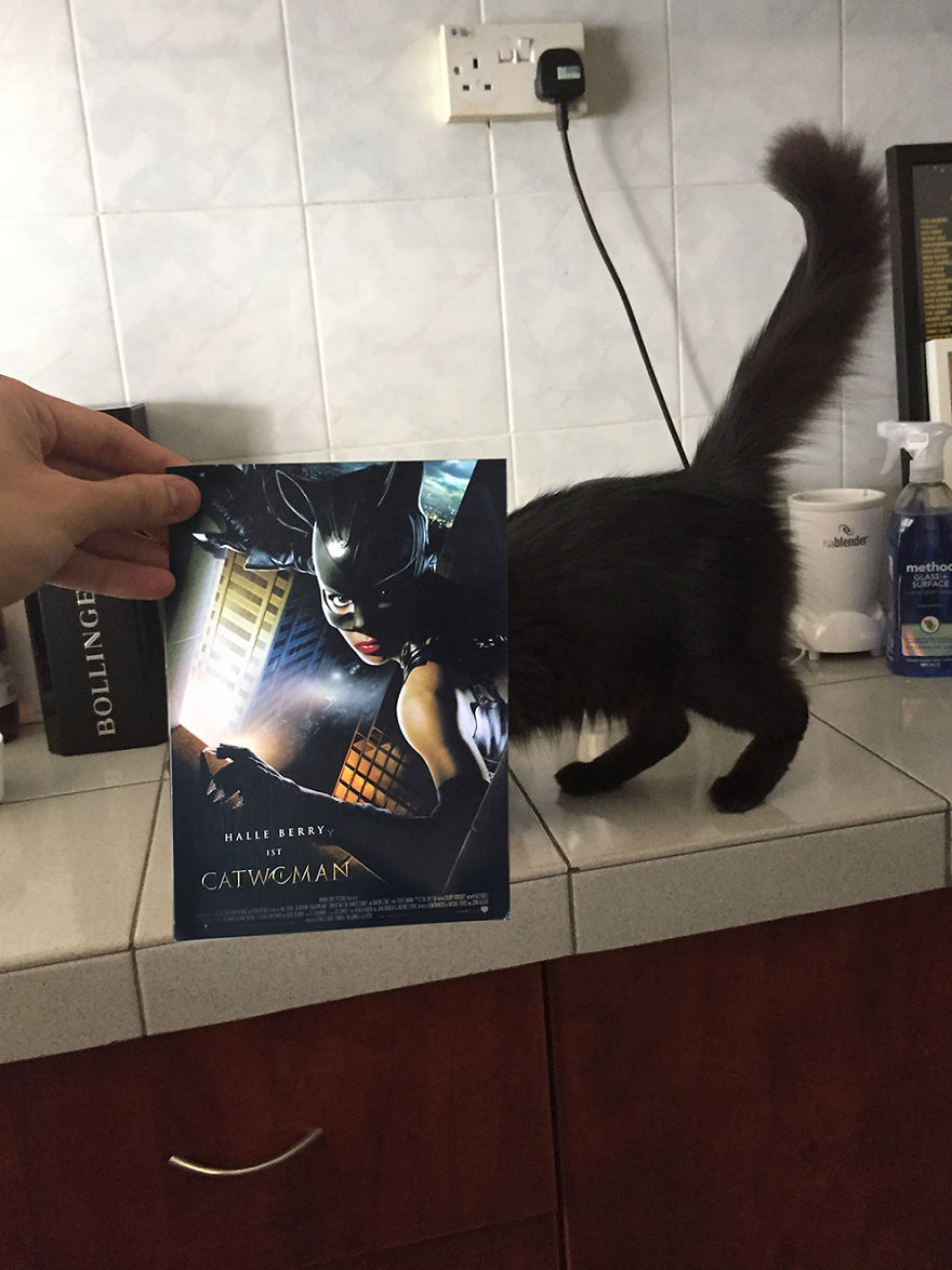 Photographer Follows Cats Around To "Insert" Them Behind Famous Movie Posters