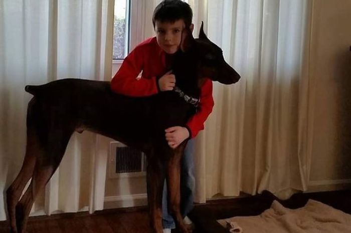 Boy Sells His Toys To Pay For His Service Dog's Treatment Boy Sells His Toys To Pay For His Service Dog's Treatment
