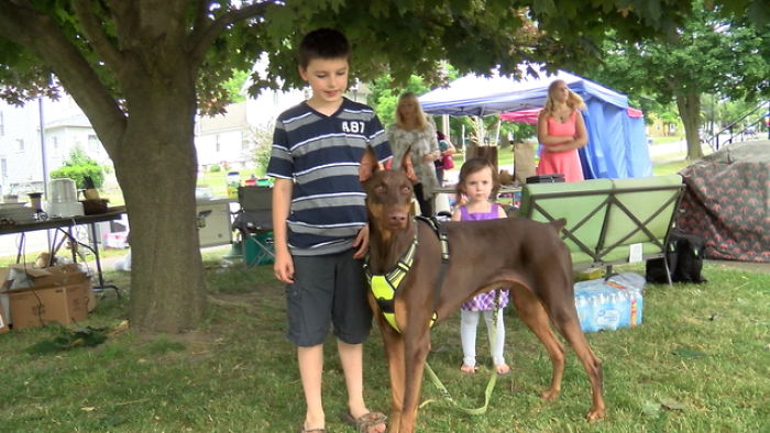 Boy Sells His Toys To Pay For His Service Dog's Treatment Boy Sells His Toys To Pay For His Service Dog's Treatment
