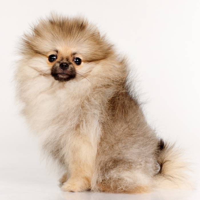 I Photographed A Small Dog, Helena