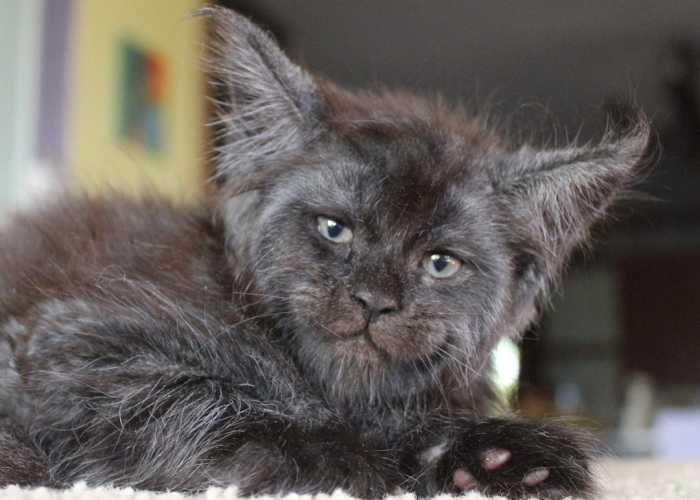 This Cat With A Human-Like Face Is Going Viral, And We Can’t Unsee It