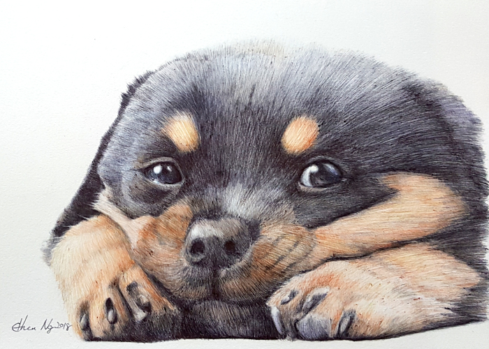 I Drew My Pet Rottweiler In Ballpoint Pens