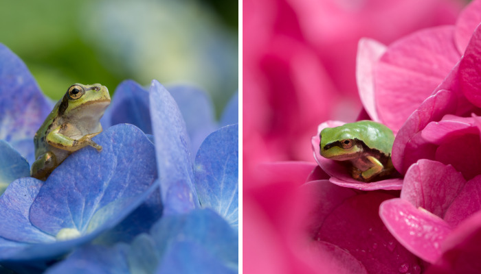 I Travel Around Japan To Photograph Tree Frogs On Hydrangeas