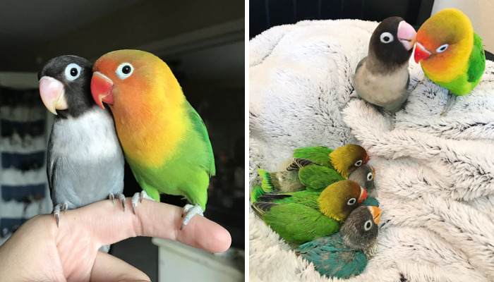 Kiwi y su novia gótica acaban de tener 4 polluelos, y todos los adoran en internet