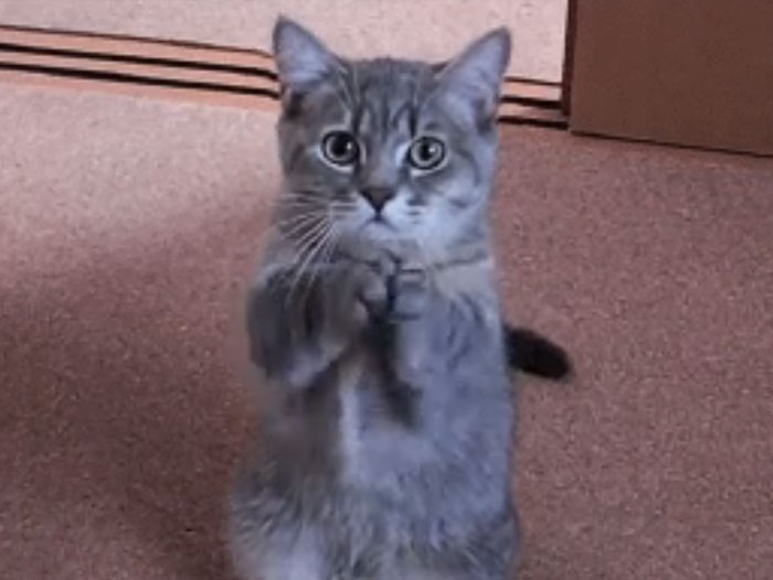 crazy-mom-buys-parrots-twitter-img-107 crazy-mom-buys-parrots-twitter-img-107