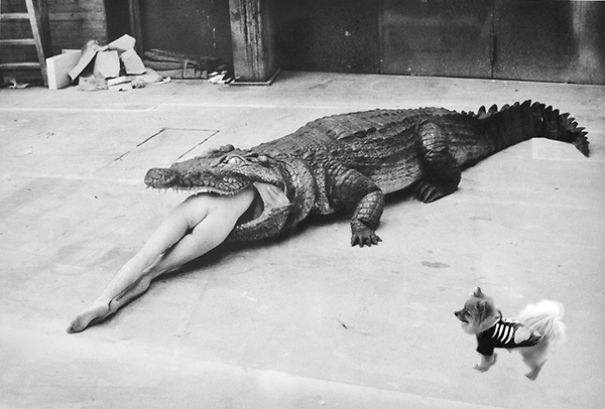 10 Times This Dog Photobombed Iconic Helmut Newton Pics With Hilarious Results (Nsfw) 10 Times This Dog Photobombed Iconic Helmut Newton Pics With Hilarious Results (Nsfw)