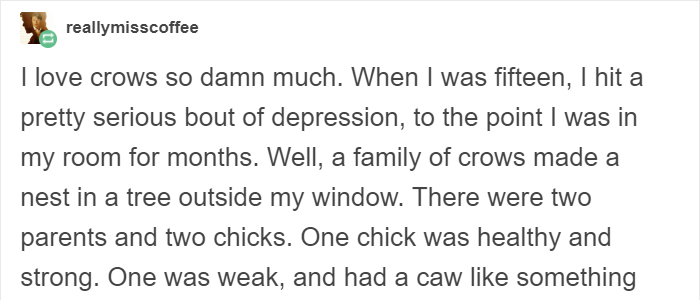 People Share Amazing Examples Of How Smart Crows Are, And Some Are Hard To Believe