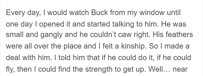 People Share Amazing Examples Of How Smart Crows Are, And Some Are Hard To Believe