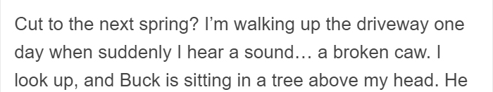 People Share Amazing Examples Of How Smart Crows Are, And Some Are Hard To Believe