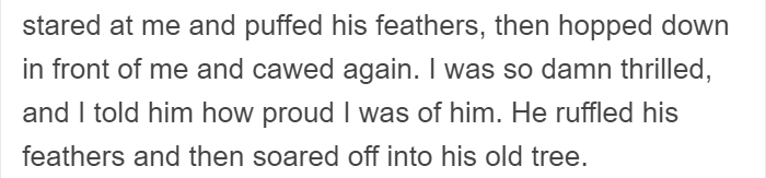 People Share Amazing Examples Of How Smart Crows Are, And Some Are Hard To Believe