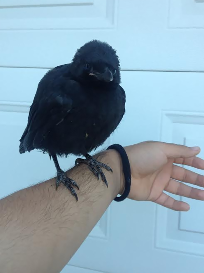 People Share Amazing Examples Of How Smart Crows Are, And Some Are Hard To Believe