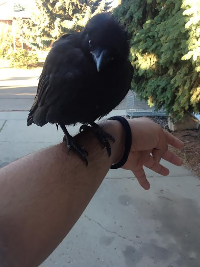 People Share Amazing Examples Of How Smart Crows Are, And Some Are Hard To Believe