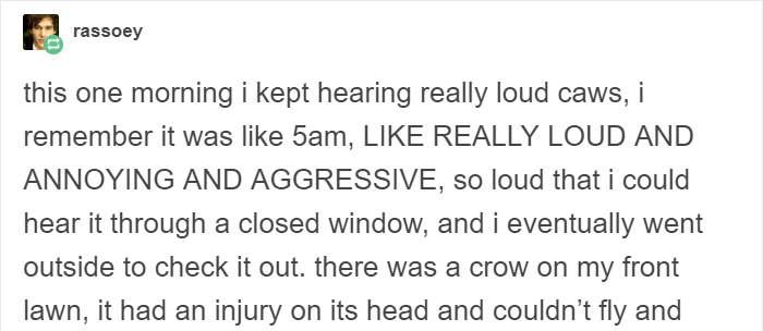 People Share Amazing Examples Of How Smart Crows Are, And Some Are Hard To Believe