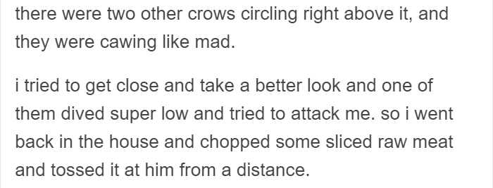People Share Amazing Examples Of How Smart Crows Are, And Some Are Hard To Believe