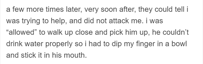 People Share Amazing Examples Of How Smart Crows Are, And Some Are Hard To Believe