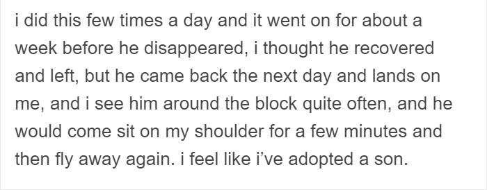 People Share Amazing Examples Of How Smart Crows Are, And Some Are Hard To Believe