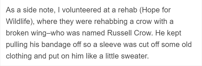 People Share Amazing Examples Of How Smart Crows Are, And Some Are Hard To Believe