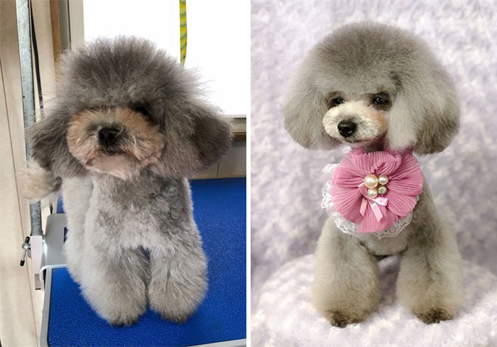 dog-grooming-transformations-yoriko-hamachiyo-japan-20_taisytas dog-grooming-transformations-yoriko-hamachiyo-japan-20_taisytas