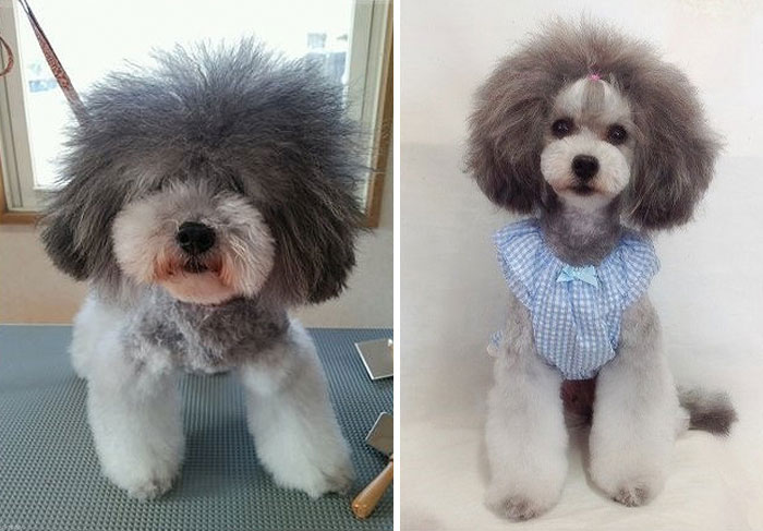 dog-grooming-transformations-yoriko-hamachiyo-japan-34_taisytas dog-grooming-transformations-yoriko-hamachiyo-japan-34_taisytas