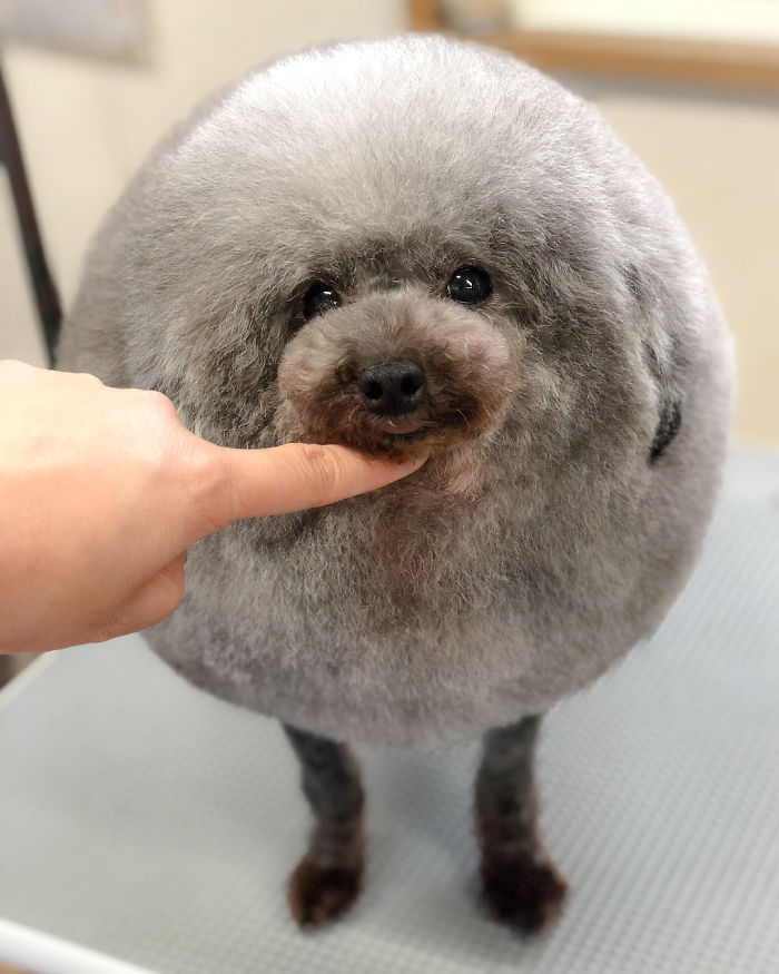 dog-grooming-transformations-yoriko-hamachiyo-japan-43 dog-grooming-transformations-yoriko-hamachiyo-japan-43