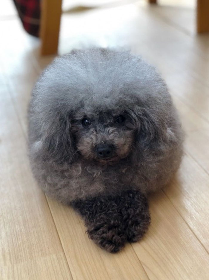 dog-grooming-transformations-yoriko-hamachiyo-japan-50 dog-grooming-transformations-yoriko-hamachiyo-japan-50