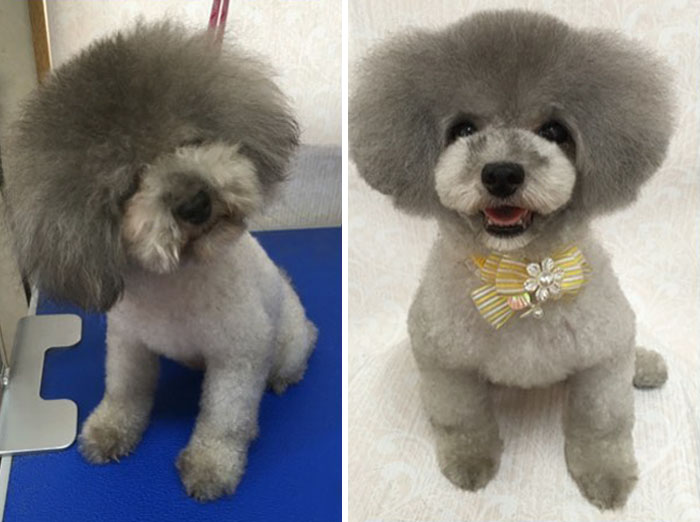 The Way This Japanese Pet Groomer Transforms Dogs Is Going Viral The Way This Japanese Pet Groomer Transforms Dogs Is Going Viral