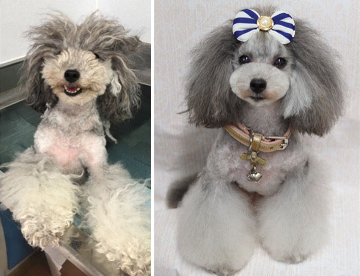 The Way This Japanese Pet Groomer Transforms Dogs Is Going Viral The Way This Japanese Pet Groomer Transforms Dogs Is Going Viral