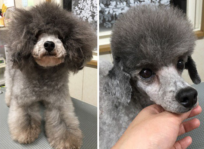 The Way This Japanese Pet Groomer Transforms Dogs Is Going Viral The Way This Japanese Pet Groomer Transforms Dogs Is Going Viral