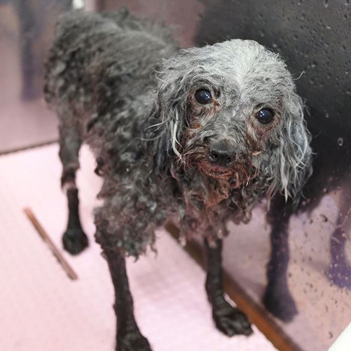 The Way This Japanese Pet Groomer Transforms Dogs Is Going Viral The Way This Japanese Pet Groomer Transforms Dogs Is Going Viral