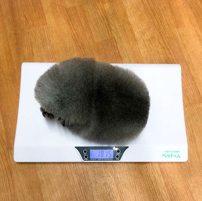 The Way This Japanese Pet Groomer Transforms Dogs Is Going Viral The Way This Japanese Pet Groomer Transforms Dogs Is Going Viral