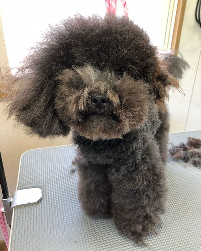 The Way This Japanese Pet Groomer Transforms Dogs Is Going Viral The Way This Japanese Pet Groomer Transforms Dogs Is Going Viral