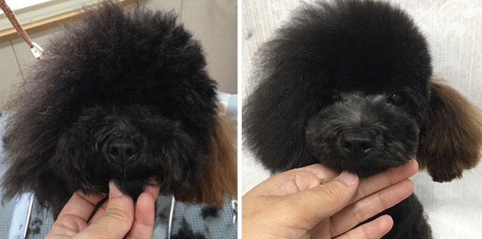 The Way This Japanese Pet Groomer Transforms Dogs Is Going Viral The Way This Japanese Pet Groomer Transforms Dogs Is Going Viral