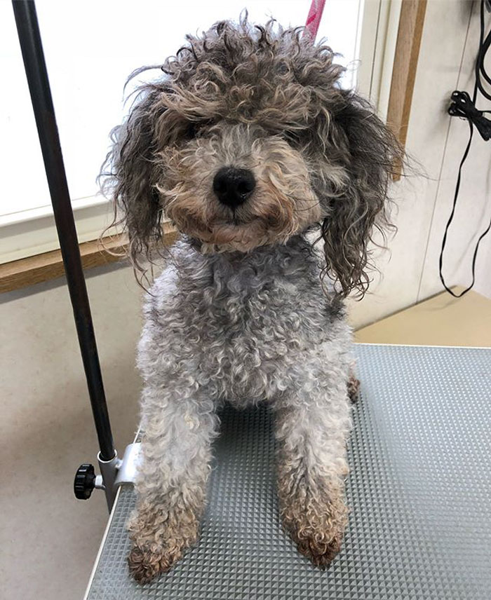 The Way This Japanese Pet Groomer Transforms Dogs Is Going Viral The Way This Japanese Pet Groomer Transforms Dogs Is Going Viral