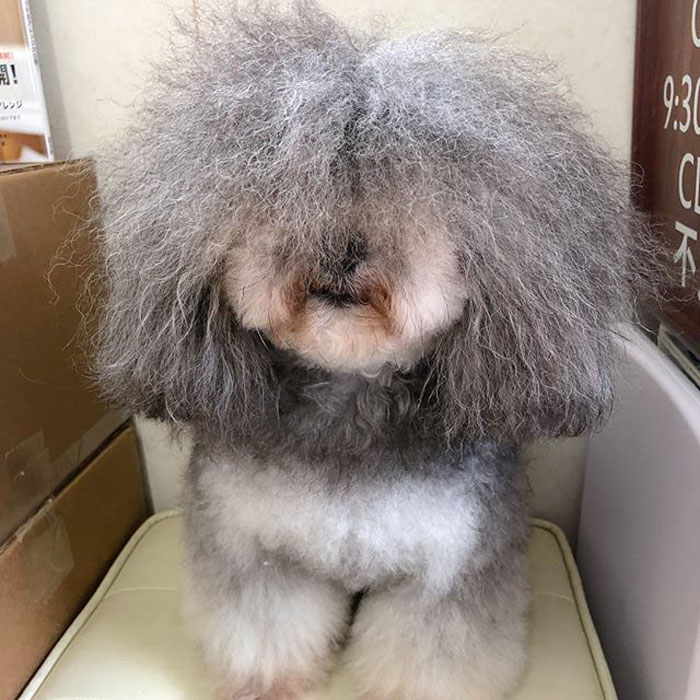 The Way This Japanese Pet Groomer Transforms Dogs Is Going Viral The Way This Japanese Pet Groomer Transforms Dogs Is Going Viral