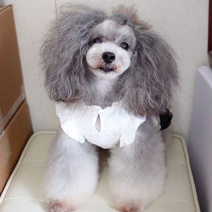 The Way This Japanese Pet Groomer Transforms Dogs Is Going Viral The Way This Japanese Pet Groomer Transforms Dogs Is Going Viral