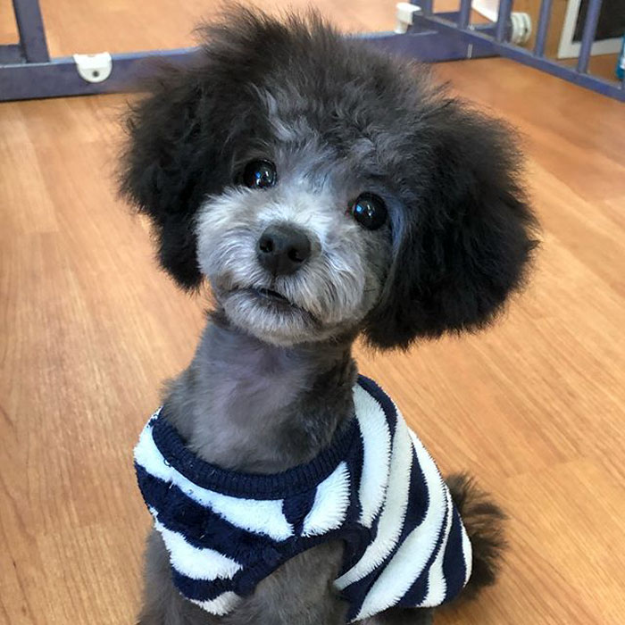 The Way This Japanese Pet Groomer Transforms Dogs Is Going Viral The Way This Japanese Pet Groomer Transforms Dogs Is Going Viral