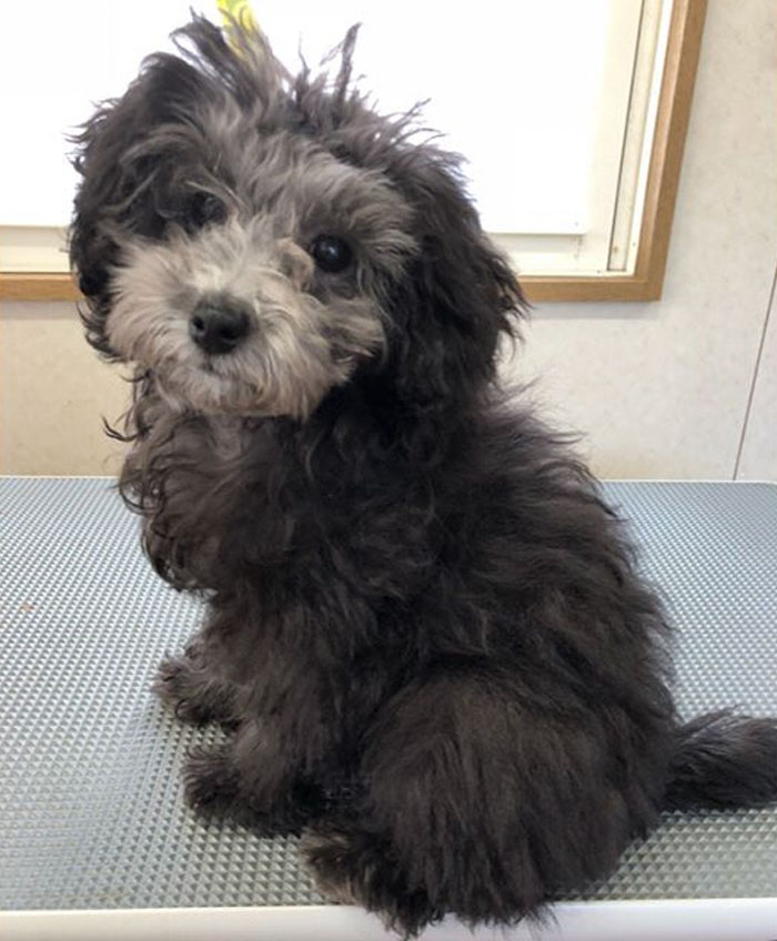 The Way This Japanese Pet Groomer Transforms Dogs Is Going Viral The Way This Japanese Pet Groomer Transforms Dogs Is Going Viral