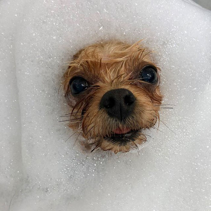 The Way This Japanese Pet Groomer Transforms Dogs Is Going Viral The Way This Japanese Pet Groomer Transforms Dogs Is Going Viral