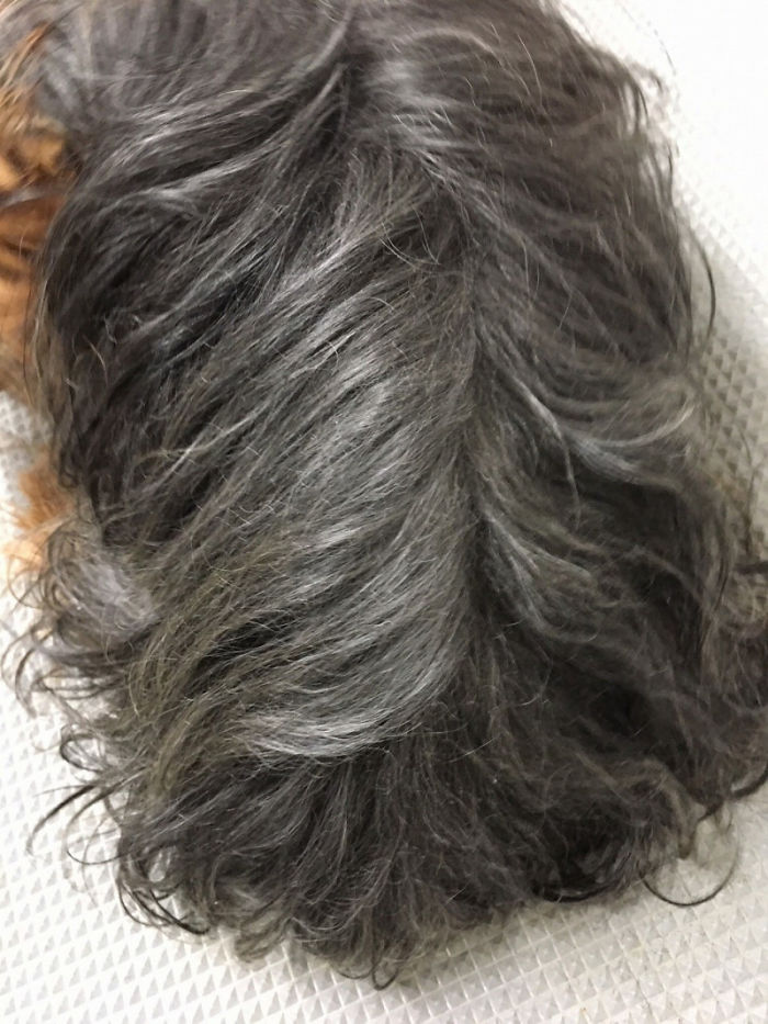 The Way This Japanese Pet Groomer Transforms Dogs Is Going Viral The Way This Japanese Pet Groomer Transforms Dogs Is Going Viral