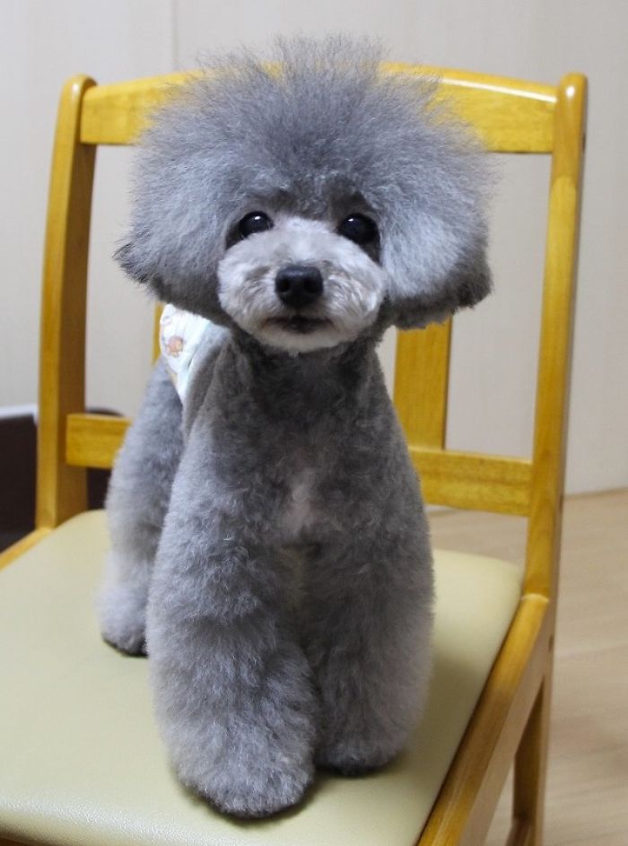 The Way This Japanese Pet Groomer Transforms Dogs Is Going Viral The Way This Japanese Pet Groomer Transforms Dogs Is Going Viral