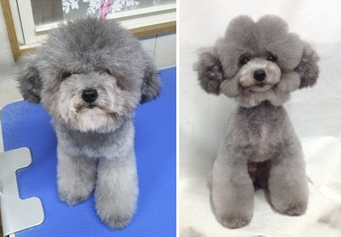 The Way This Japanese Pet Groomer Transforms Dogs Is Going Viral The Way This Japanese Pet Groomer Transforms Dogs Is Going Viral