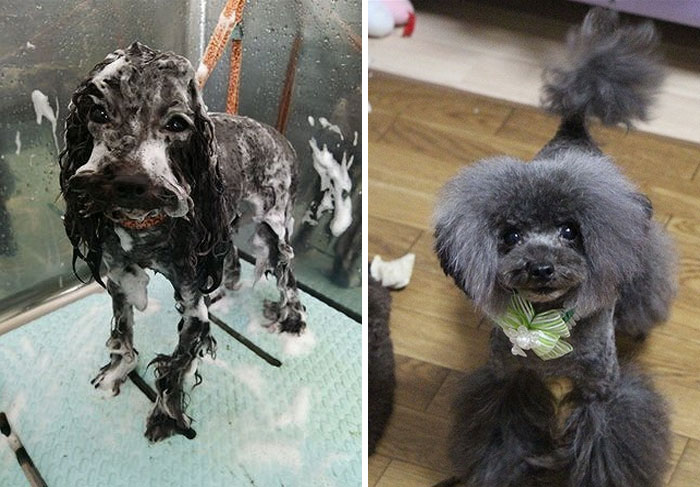 The Way This Japanese Pet Groomer Transforms Dogs Is Going Viral The Way This Japanese Pet Groomer Transforms Dogs Is Going Viral