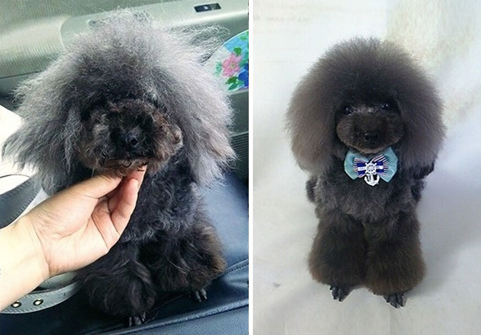 The Way This Japanese Pet Groomer Transforms Dogs Is Going Viral The Way This Japanese Pet Groomer Transforms Dogs Is Going Viral